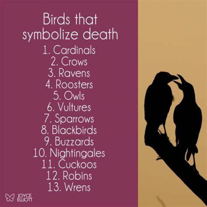 What Bird Symbolizes the Death of a Loved one? 8 Birds